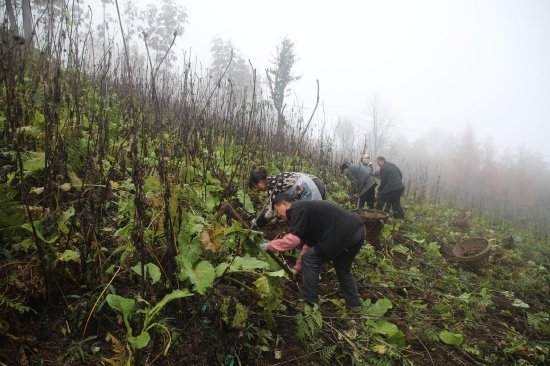 村民正在收割云木香