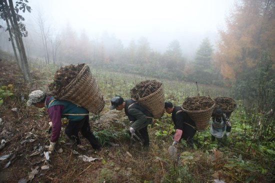 村民正在收割云木香