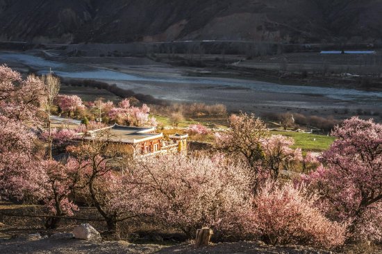 道孚骆尔瓦村盛开的杏花