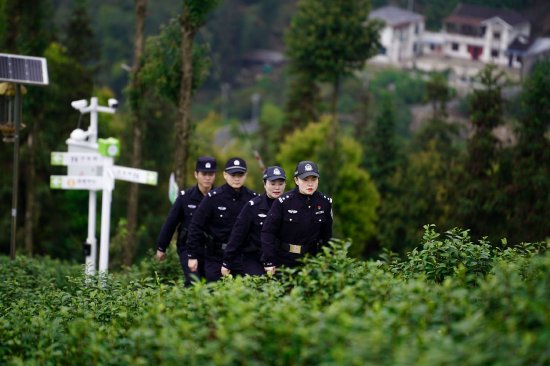 在茶山上巡逻执勤