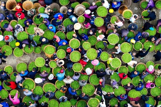 茶农的背篓，酷似“抹茶小蛋糕” 摄影/C视觉 黄刚
