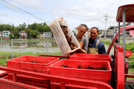 小龙虾装车运输（曹芮铭摄）
