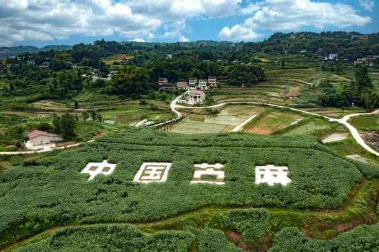 苎麻种植基地 （林仁荣/摄）