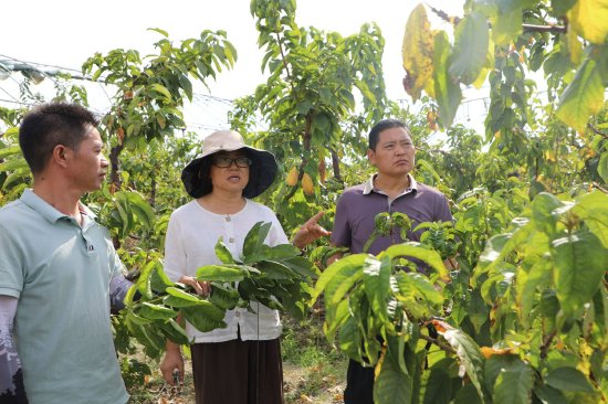 呼丽萍教授正在给陈小龙讲授车厘子栽培技巧