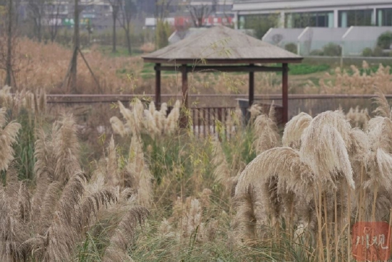 成都：莫负春光好时节 踏春赏花正当时