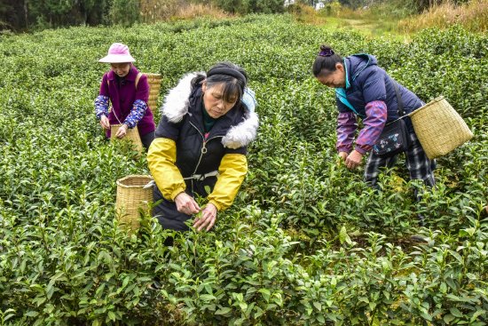 春茶“俏”  茶农“笑”