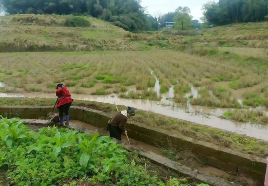 群众正在清理沟渠