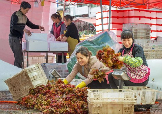 乡农们正在将采摘的香椿分装发往各地