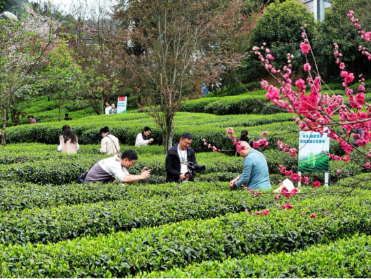 2024峨眉雪芽祈福盛典盛大举行峨眉雪芽随手泡暨伴手礼新品推出