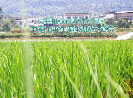 探访四川“再生稻之乡”：如何保障“天府粮仓”增产增收