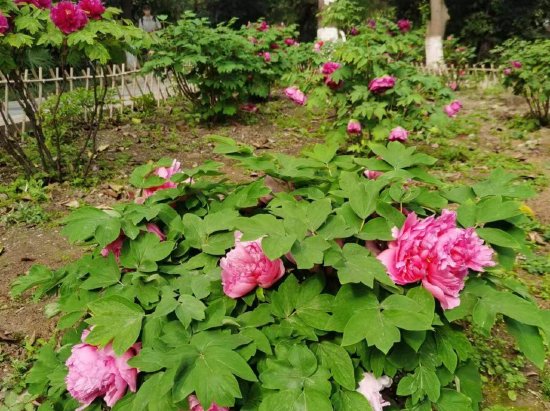 图据成都市植物园