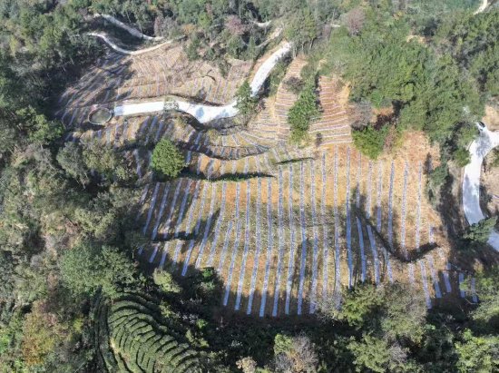俯瞰复兴镇板桥村林下经济种植区域