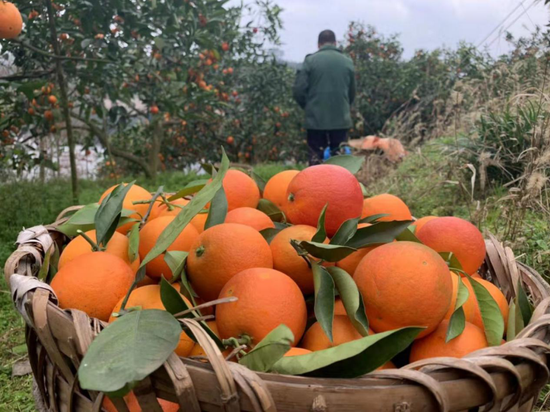 (图说:村民清晨采摘橙子.