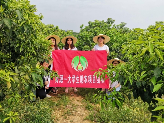 钟嘉团队在柑橘产业基地实地调研