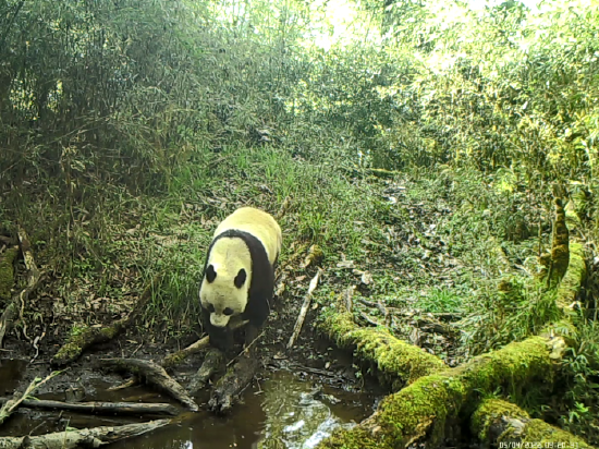 大熊猫喝水