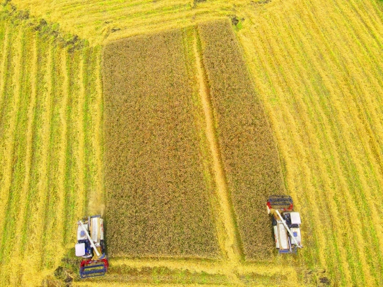 德阳市旌阳区孝感街道机械化收割小麦。（德阳市委宣传部供图）