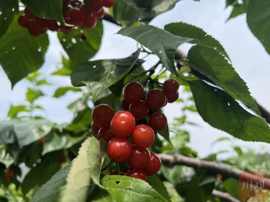 正常品质的樱桃，在产地的价格也只有往年的三分之二。