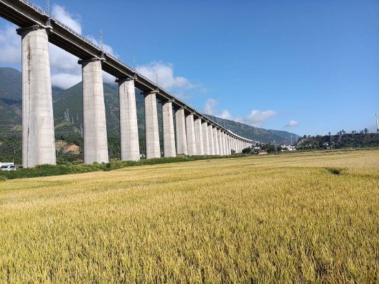 超級稻單季畝產1200公斤超高產攻關(德昌)示范項目(攝影 周翼)