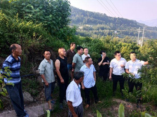 廟安鎮(zhèn)脆李科技人員講授脆李種植技術(shù)