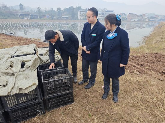图为农业银行客户经理正在查看开江易弘水产有限公司珍珠蚌苗购进投放情况