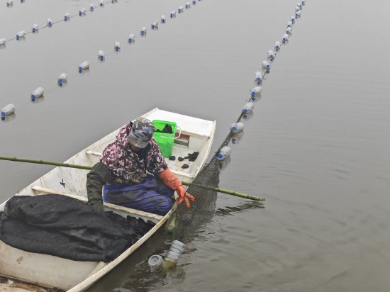图为开江易弘水产有限公司养殖工人正在精心饲养珍珠蚌