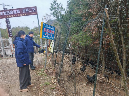 图为农行工作人员查看旧院林下黑鸡养殖情况
