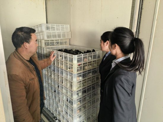 图为农行万源支行青年志愿者上门服务旧院黑鸡雏鸡孵化