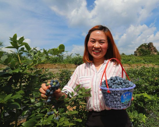 游客到园区采摘蓝莓