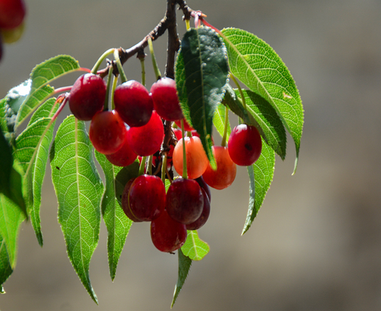 小金野樱桃成熟季村民甜蜜蜜