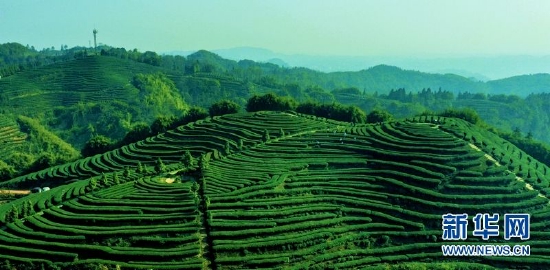 泸州市纳溪区特早茶抽新芽 茶农采茶忙