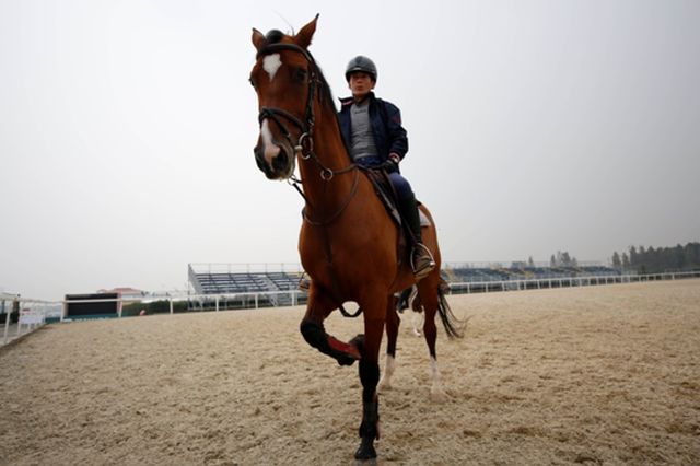 2017第七届中国马术节:探秘马王,明星马的赛前准备