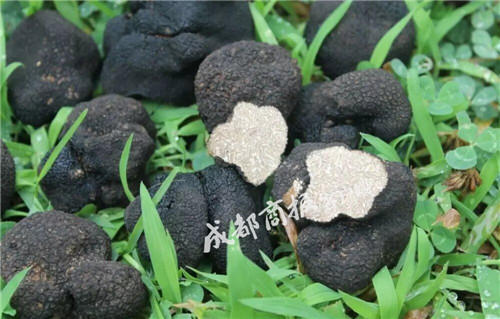 攀枝花十余年来首次成功培育出人工松露 属四川首例