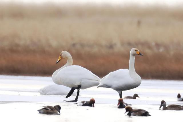 四川若尔盖：近百只“白色精灵”栖息越冬