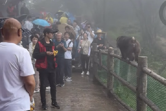 峨眉山猴子撕咬小女孩？景区回应：旧视频，没有游客受伤
