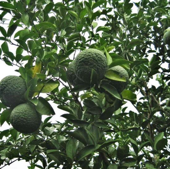 文昌村种了枳壳又种致富椒