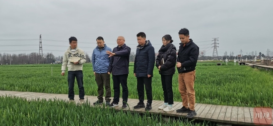吴德（左3）在崇州十万亩粮油基地调研学校小麦高产示范片情况。