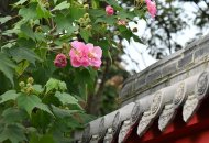 芙蓉花重锦官城