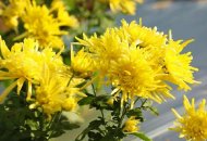 金丝皇菊喜丰收