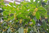 十月的成都丹桂流芳