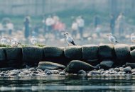 市民“鸥”遇老朋友