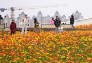 成都虞美人花海盛放