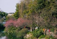 浣花溪畔梅报春来