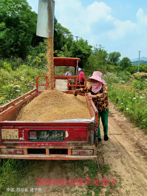 射洪市潼射镇:百亩荒坡变"粮仓"