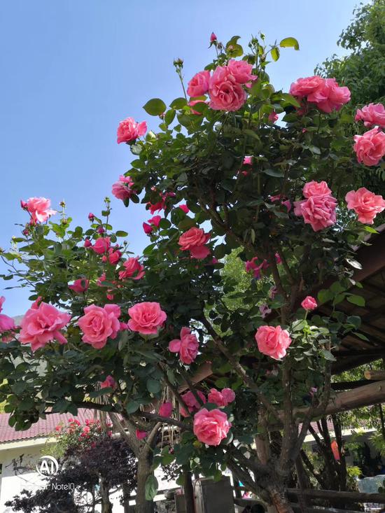 仙山村康养中心庭院里美丽的玫瑰花树(图片来源:邓国良)