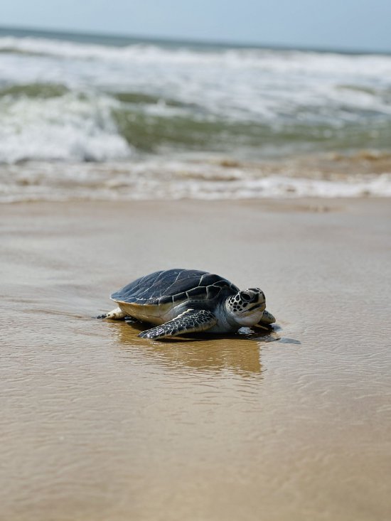 53只绿海龟在海南放生海合安集团彰显海龟繁育和保护典范