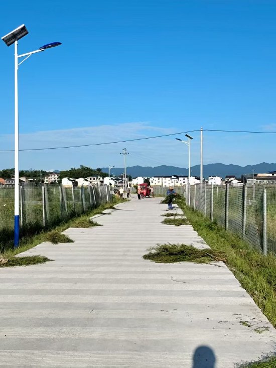 绿水村新农村稻虾基地村民打扫道路杂草-官父元