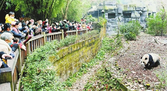 萌萌的大熊猫给来自全国各地的游客带来欢乐。四川日报全媒体记者 衡昌辉 摄