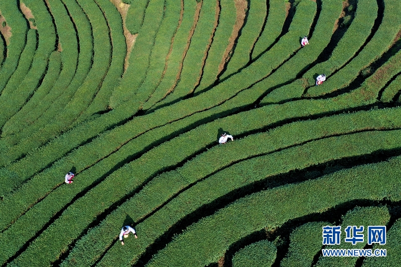 泸州市纳溪区特早茶抽新芽 茶农采茶忙