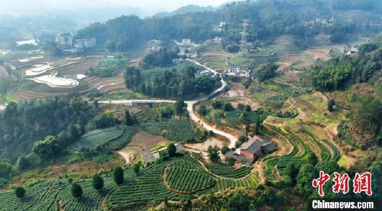 四川宜宾叙州区：抢“鲜”采摘早春第一芽