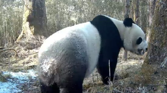 雅安石棉：野生大熊猫争相“亮相”